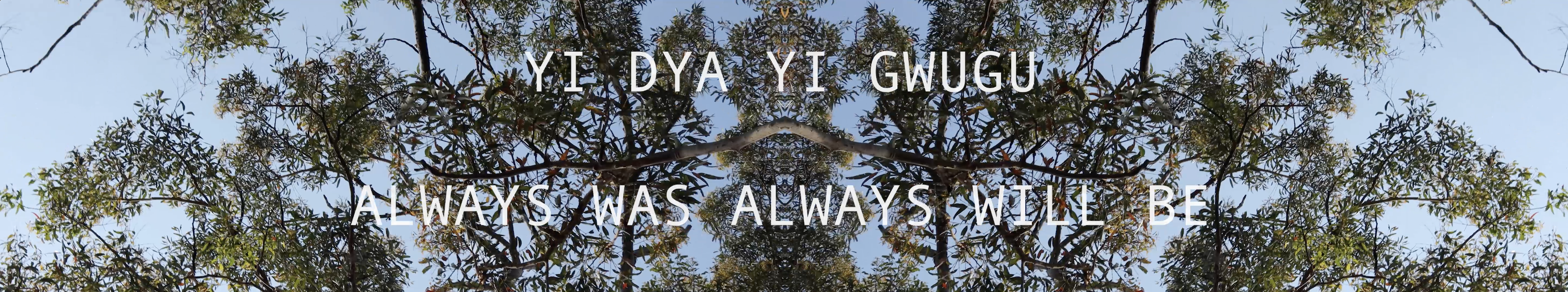 An abstracted image of a eucalypts canopy with a blue sky. Overlaid text reads "yi dya yi gwugu" translated to "always was always will be".