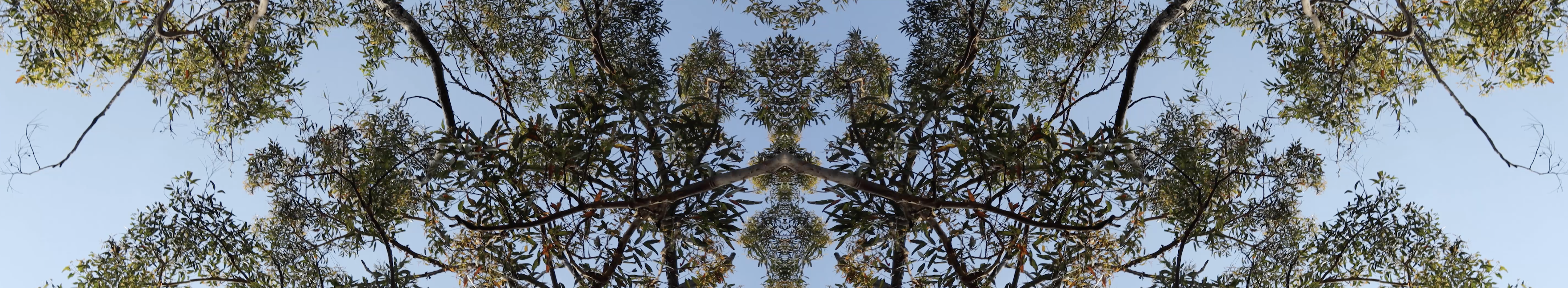 An abstracted image of gum leave canopy against a blue sky.