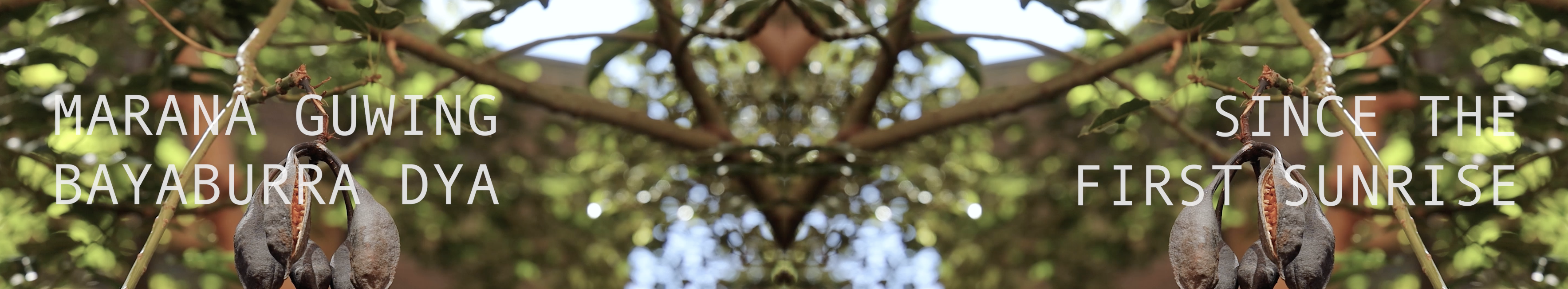 A large seed pod in the foreground of green leaves with "marana guwing bayaburra dya" and "since the first sunrise" overlaid on the image.