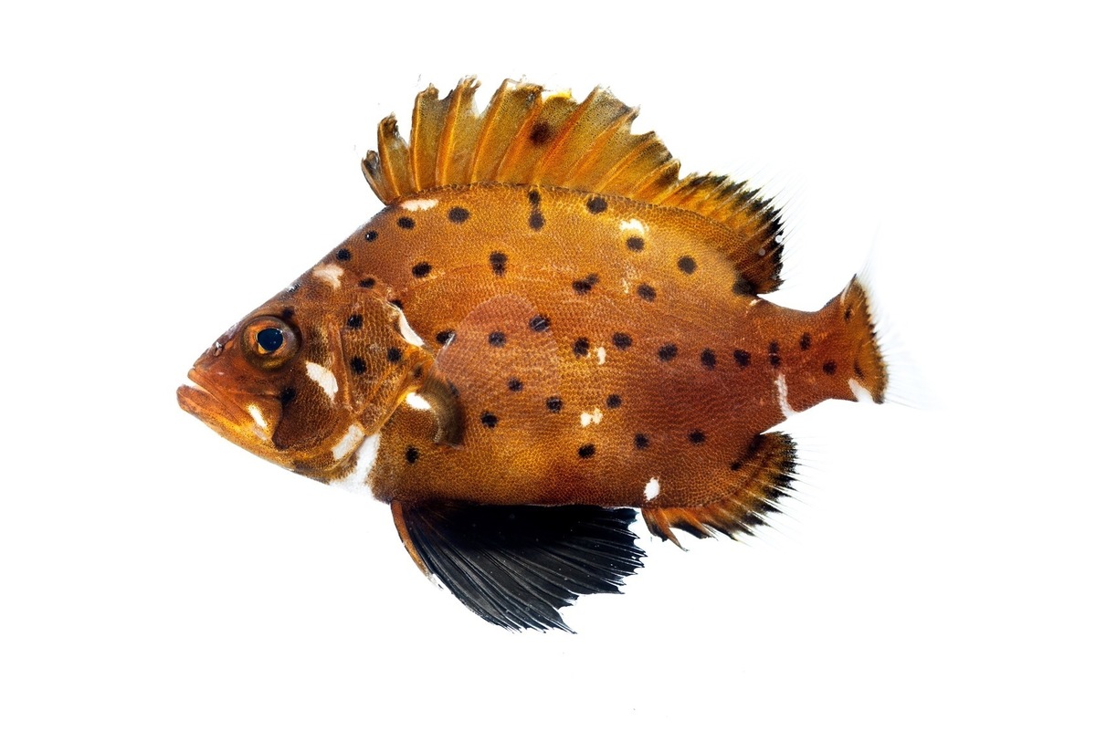 xhbtr_3a0d0a81-e0fb-4be7-9e69-