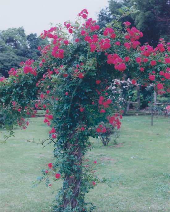 絶版‼️ Nico Perez 写真集 xhbtr_67ccf799-aeea-4cc8-872b-